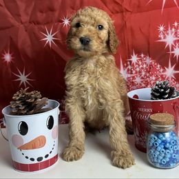 Blue Collar Standard Poodle - Apricot male Poodle puppy in Murrayville, Georgia from Spoiled Rotten Kennels