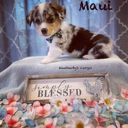 American Corgi and Pembroke Welsh Corgi Puppies from Weatherby’s Corgis