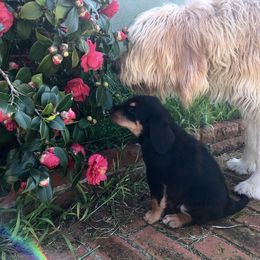 Otterhound Puppies from Blue Fairy Otterhounds