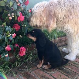 Otterhound Puppies from Blue Fairy Otterhounds