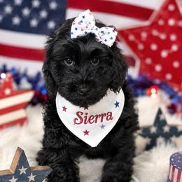 Sierra - Black female Goldendoodle puppy in Aurora, Illinois from Chicago Goldendoodles