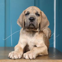 Onyx - Blue brindle male Great Dane puppy in Denison, Texas from Hundeity Great Danes