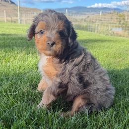 Tater - Blue merle male Aussiedoodle puppy in Tonasket, Washington from V5 Aussies