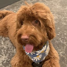 Australian Labradoodle and Labradoodle Puppies from Doodles_Ko