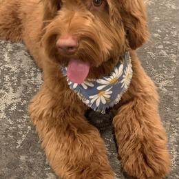 Australian Labradoodle and Labradoodle Puppies from Doodles_Ko