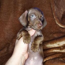 JAVA - Chocolate male Dachshund puppy in Swink, Oklahoma from Palali Farm