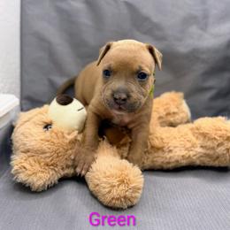 Green Collar Female - Blue fawn female American Pit Bull Terrier puppy in Pensacola, Florida from Alpha Alliance Kennels