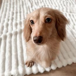 Grit - Dachshund