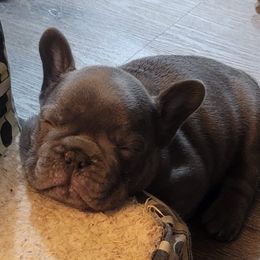 French Bulldogs from Chesapeake Frenchies