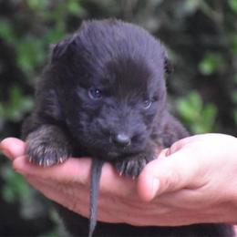 Male Puppy - Black and red male German Shepherd puppy in Marianna, Florida from Haus M Godwin