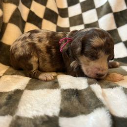 Magenta Girl - Merle female Goldendoodle puppy in Huntsville, Alabama from Winchester Doodles