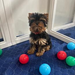 LB girl 1 pink - Blue and gold female Yorkshire Terrier puppy in Alburnett, Iowa from Hobbs Shire Yorkies