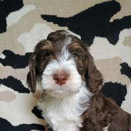 Honor - Tri-color male Bernedoodle puppy in Marion County, Ohio from Hatten Homestead Kennels