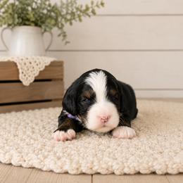 Gala - Tri-color female Bernedoodle puppy in Atwood, Oklahoma from Luxe Doodle Haven