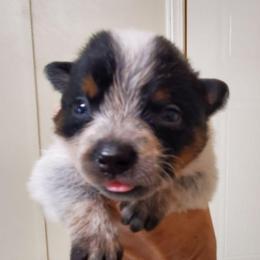 Full mask f2 - Blue speckled female Australian Cattle Dog puppy in Lenoir, North Carolina from Blue Coyote Ranch