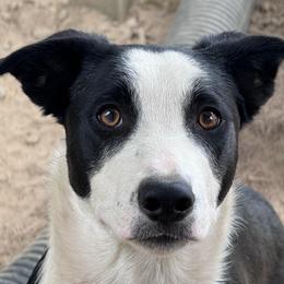 Raseus - Black and white male Border Collie puppy in Boston, Massachusetts from Henam Border Collies
