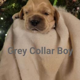 Grey Boy - Buff male Cockapoo puppy in Dayton, Ohio from There's no place like home spaniels