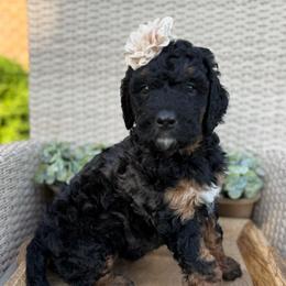 Kleo - Phantom female Bernedoodle puppy in Perrysville, Ohio from Pleasant Valley Bernedoodles