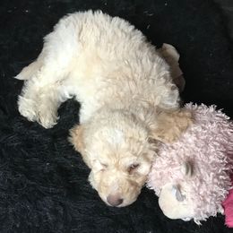 Goldendoodle Puppies from First Mountain Doodles