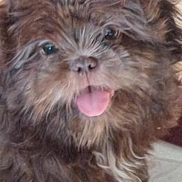 Shih Tzus from Marys Beautiful Shihtzu's