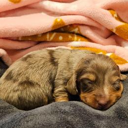 Honey - Dapple female Dachshund puppy in Anderson, California from Plum Fields Dachshunds