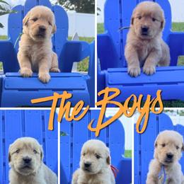 Boy 1 - male Golden Retriever puppy in Port St Lucie, Florida from Nirvana Goldens