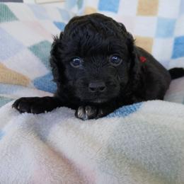 Eli - Black male Havapoo puppy in Blanch, North Carolina from Faithful Hearts Kennel