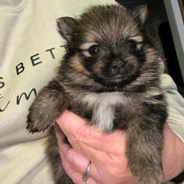 Sarge - Orange sable male Pomeranian puppy in Zavalla, Texas from Precious Puff Poms