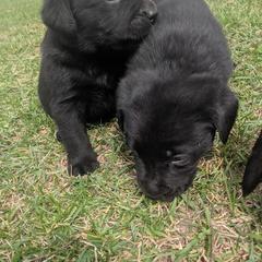 Labrador Retriever Puppies from Kempkers kennels