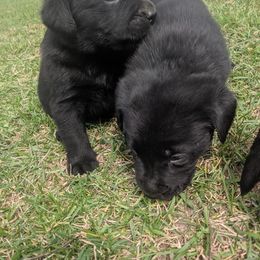 Labrador Retriever Puppies from Kempkers kennels