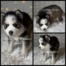 Linus - Silver and white male Pomsky puppy in Rossville, Georgia from Scenic City Pomskies