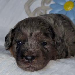 Centipede-Blue Merle - Merle male Goldendoodle puppy in Beecher, Illinois from Erica’s Doodles