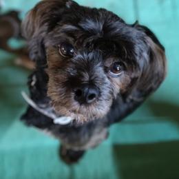 DEWBY - Lhasa Apso