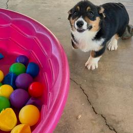 Girl 9 - Black and tan female Pembroke Welsh Corgi puppy in Surprise, Arizona from Ruff and Rowdy Corgis