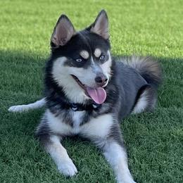 Fitz - Pomsky