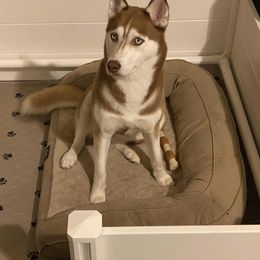 Blossom - Siberian Husky