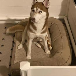 Blossom - Siberian Husky