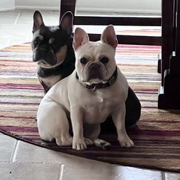 Malibu - French Bulldog