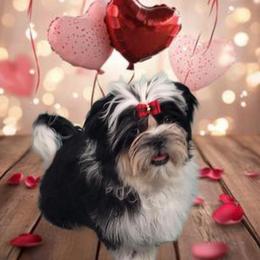 Mr. Red  AKC - Black and white male Shih Tzu puppy in Troutville, Virginia from Mountain Pass Barn