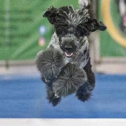 Sporty Mixes from GoodCompanyKennels