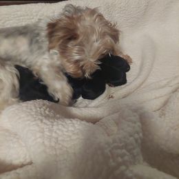 Yorkshire Terrier Puppies from Baker's Babies