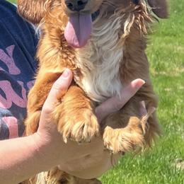 Diego - Dachshund