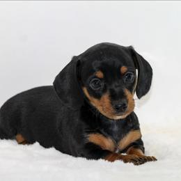 Female 1 - Black and tan female Dachshund puppy in Childress, Texas from Taylor Farms