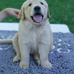 Golden Retriever Puppies from TLC Pups