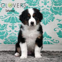 Saturday - Black tri male Miniature American Shepherd puppy in Carlisle, Pennsylvania from 4 Clovers Kennel