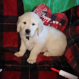 Bernese Mountain Dog and Golden Retriever Puppies from Colson Kennels