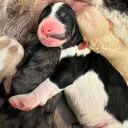 Goldendoodle Puppies from Bayshore Doodles