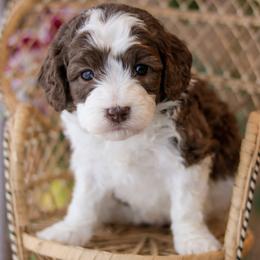 Taylor - Chocolate female Labradoodle puppy in Crete, Nebraska from Doodles & Co