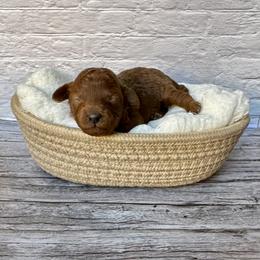 Sparkle (AKC) - Red  female Poodle puppy in Riverside, California from Red Toy Poodle World