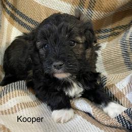 Kooper - Black and white male Aussiedoodle puppy in Lebanon, Missouri from Cobbs Creek Canines